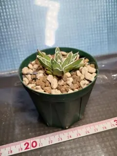 2026年最新】アガベ笹の雪の人気アイテム - メルカリ