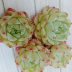 ローズブラッシュ　１苗500円 在庫4