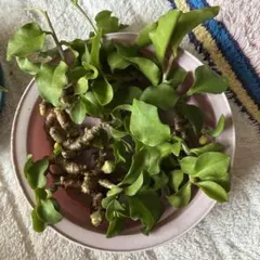 おかわかめ　￼むかご5個のサムネイル