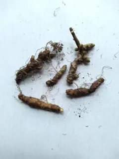 オカワカメ　塊根　むかご②のサムネイル