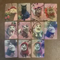 猫カフェMOCHA 神戸三宮店 トレカ 11枚セット 2026 Spring