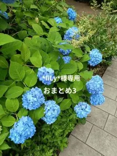 *liLy*様 リクエスト 2点 まとめ商品