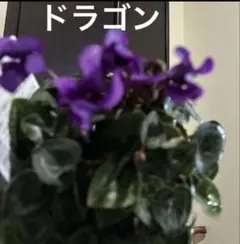 カモ君様 リクエスト 4点 まとめ商品