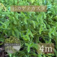 [프레시] 리코포디움 자포니쿰 4m