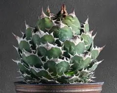 2025年最新】アガベ 白鯨 親株の人気アイテム - メルカリ