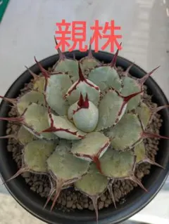 稀産地】シボリアゲハ♂ 標本 ☆シッキム産☆99mm完璧個体大型近年入手