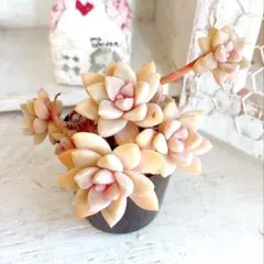 多肉植物　桜牡丹　ゴースティ　抜き苗　全部のサムネイル