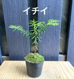 1502D様 リクエスト 2点 まとめ商品
