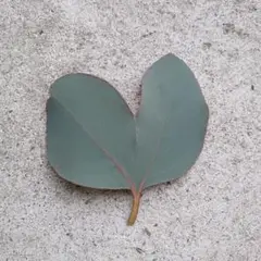 fw様　専用