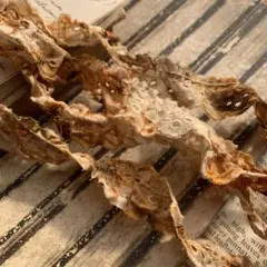 ジャンクジャーナル素材☆錆染コットンフリルレース