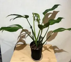 モンステラ グリーンスノー バルバソー レガシー バールマルクス