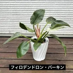 MS070 10株セット アロカシア フライングスクイッド - メルカリ