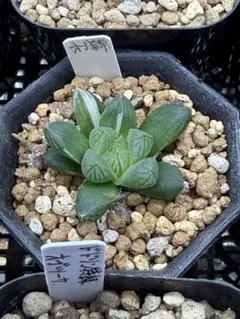 しろうさ様 リクエスト 4点 まとめ商品