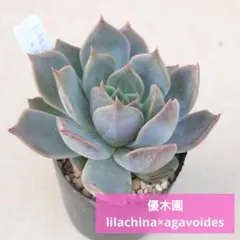 2025年最新】リラシナの人気アイテム - メルカリ