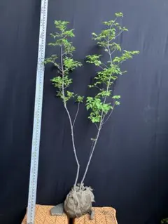 山採り天然 アオダモ 4本株立ち 62 - メルカリ