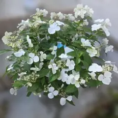 特大株8号良品❗ラグランジア❗ブライダルシャワー現品❗花も終わってきたので来年用のサムネイル