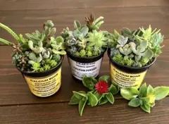 訳あり　そのまま飾れます 多肉植物 寄せ植え 3つセット 育て方メモつき❤️のサムネイル
