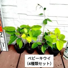 Kino様 リクエスト 2点 まとめ商品