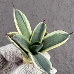 2026年最新】オリザバ アガベの人気アイテム - メルカリ