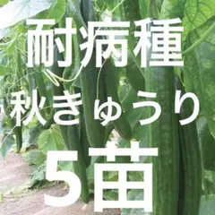 北セルフ様 リクエスト 2点 まとめ商品