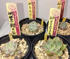 2026年最新】おらいさん 紫紺の矢の人気アイテム - メルカリ