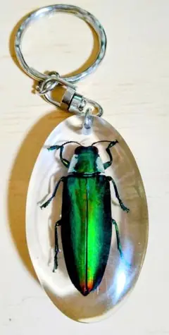 昆虫標本キーホルダー 緑色 タマムシ Chrysochroa fulminansキーホルダー 昆虫標本 | いんど