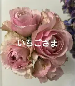 「ゆきこ」 切り花品種バラ苗　レアバラ 極めて希少 ゆきこ様専用」 切り花品種バラ苗 レアバラ - メルカリ
