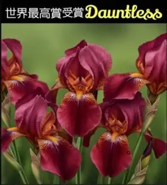 ジャーマンアイリス(dauntless)ドーントレス ダイクスメダル受賞品種