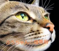 ぶうちゃん☆様専用　ロイヤルカナン おねだり多い　猫　　400g 2袋