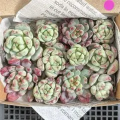 ぶっちゃん様 リクエスト 2点 まとめ商品