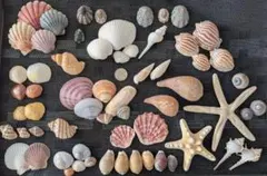 貝殻セット╰⁠(⁠*⁠´⁠︶⁠`⁠*⁠)⁠╯