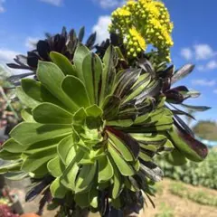 2026年最新】ビッグバン アエオの人気アイテム - メルカリ