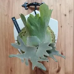 Z*I様 P. Willinckii 'Grace' hhr grace - メルカリ