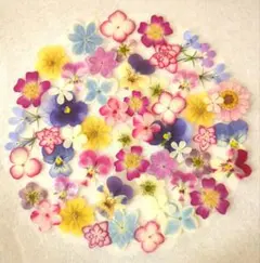 押し花素材 押し花