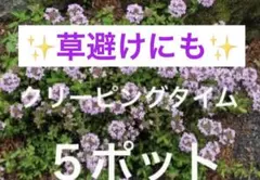 ハーブ農家直送】タイム（ロンギカウリス）56ポット セット 数量変更