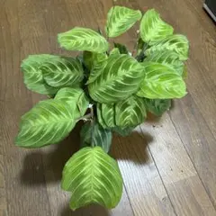 2025年最新】マランタ マッサンゲアナの人気アイテム - メルカリ