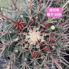 純黄刺 金冠竜 実生 鉢植えメルカリ便送料込み 2025年最新】金冠竜の人気アイテム - メルカリ