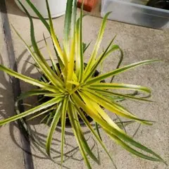 ユッカ グロリオサ 中斑 斑入り 観葉植物 ロストラータ アロイフォリア