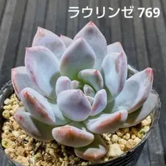ラウリンゼ 769 エケベリア 多肉植物 抜き苗 少し傾きありのサムネイル