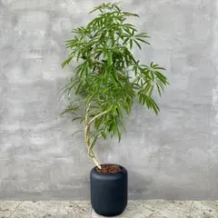 一点物】ツピダンサス4B 螺旋曲げ仕立て 8号 135cm 大型観葉植物