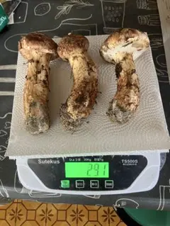 最終値下げ⑥山梨増富産 松茸355g 27日午前採取 - メルカリ
