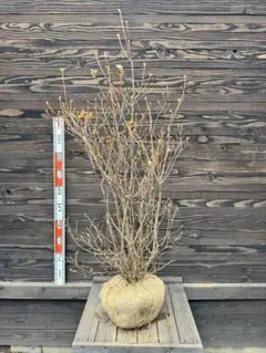 ミツバツツジ/株立ち【現品発送】管理70776 ミツバツツジ/株立ち【現品発送】管理70776 - メルカリ