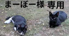専用