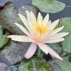 azk/プロフィール必読様 リクエスト 2点 まとめ商品