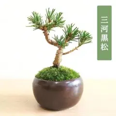 2026年最新】三河黒松の人気アイテム - メルカリ