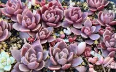 しほ様 リクエスト 2点 まとめ商品