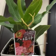 ハナキリン 八福神 4寸 多肉植物、ピンク、抜き苗をネコポス発送のサムネイル