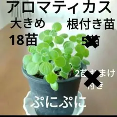 楽しく育てながらG対策！ 可愛い植物 アロマティカス　根付き苗18苗　990円