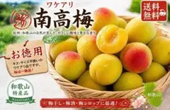 青梅 8kg 栽培期間中 農薬不使用 ☆ GI登録種 秘伝レシピ付 - メルカリ