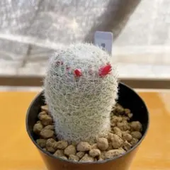 みきなつ様 リクエスト 2点 まとめ商品